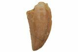 Serrated, Raptor Tooth - Real Dinosaur Tooth #219608-1